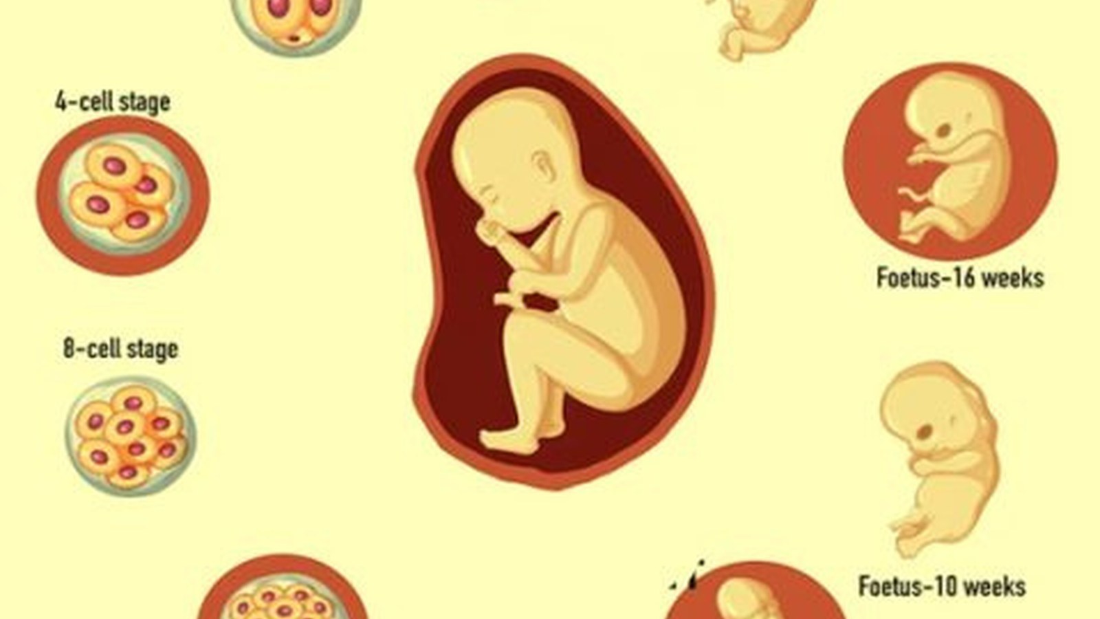 Blastocyst Culture & Transfer image
