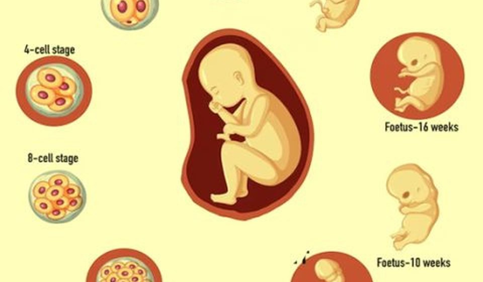 Blastocyst Culture & Transfer at MOMZY Women and Fertility Centre