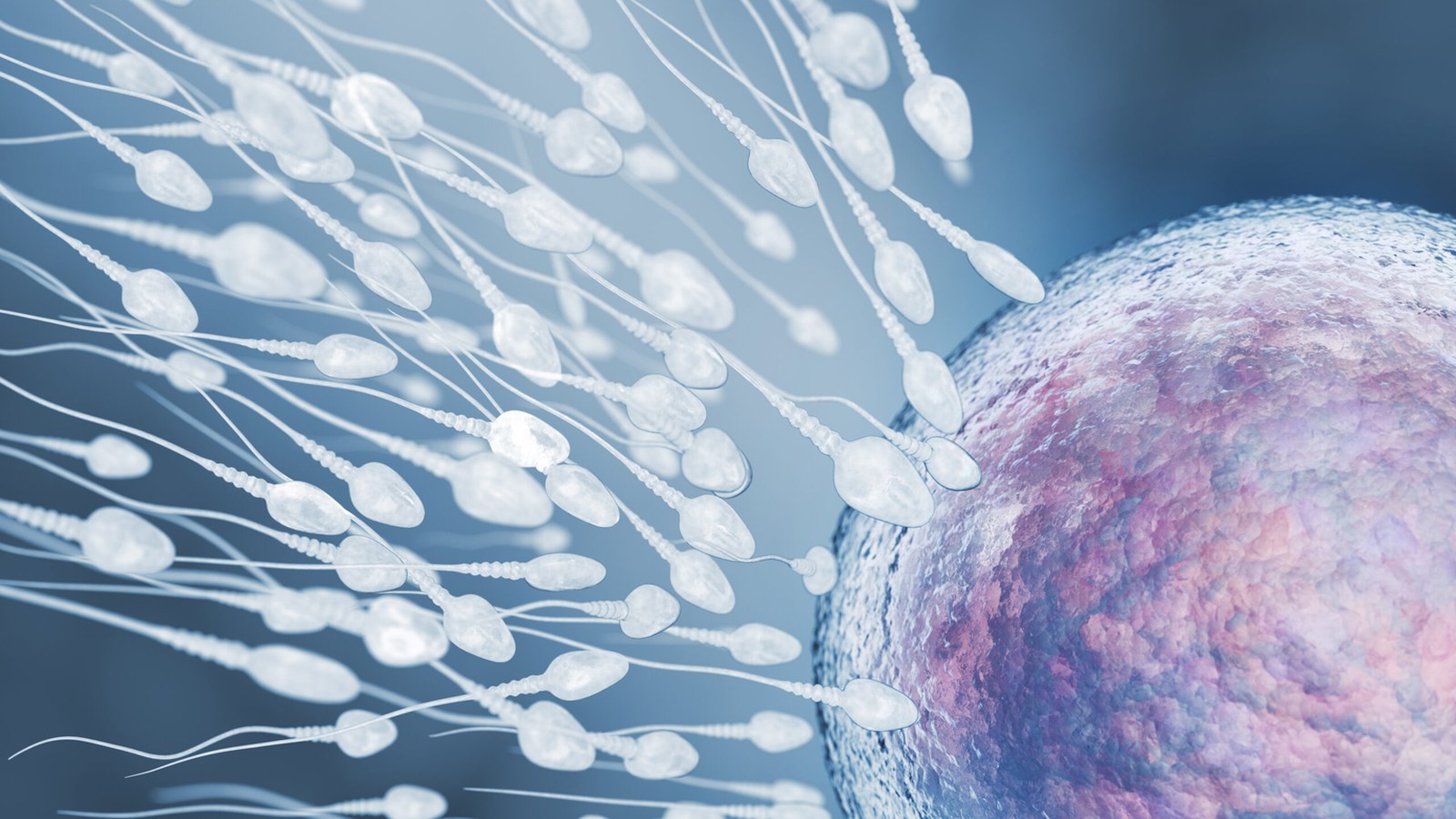 Ovulation Induction image